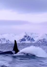 男主假扮仿生机器人