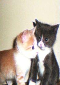 娇小姐是什么意思